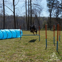 Load image into Gallery viewer, Dog Agility Set
